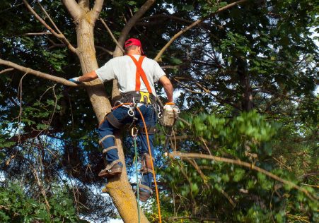Tree Trimming